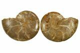 Jurassic Cut & Polished Ammonite Fossil - Madagascar #288399-1